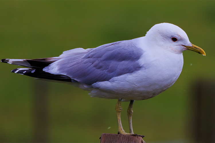 Common gull